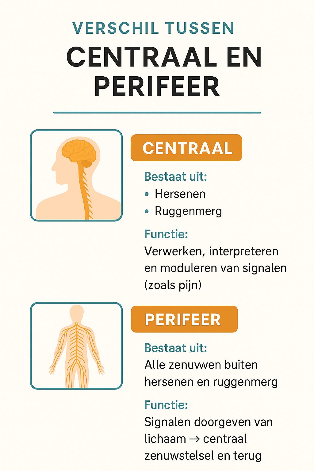 centraal%20en%20perifeer%20zs